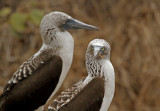 Blue-footed Booby