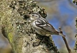 Black-and-white Warbler