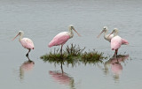 Roseate Spoonbill