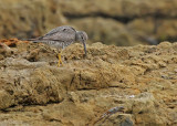 Wandering Tattler