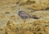 Wandering Tattler