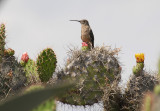 Giant Hummingbird