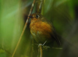 Rusty-breasted Antpitta