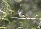 Southern Beardless-Tyrannulet