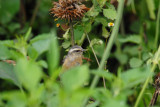 Cinereous Conebill