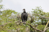 Black Vulture