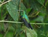 Fork-tailed Woodnymph