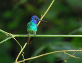 Golden-tailed Sapphire