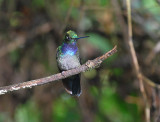 Napo Sabrewing