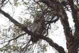 Great Horned Owl