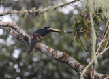 Many-banded Aracari