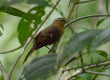 Buff-fronted Foliage-gleaner