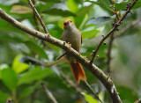 Red-faced Spinetail2