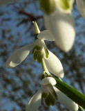 Perce-neige