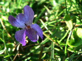 La violette
