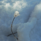 Ice flower on snow blue