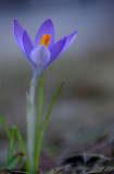 crocus