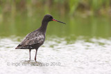 Spotted Redshank - Zwarte Ruiter - Tringa erythropus