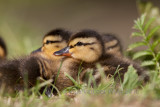 Mallard - Wilde Eend