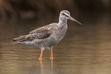 Spotted Redshank - Zwarte Ruiter - Tringa erythropus