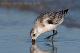 Sanderling - Drieteenstrandloper - Calidris alba