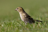 Siskin - Sijsje - Carduelis spinus
