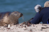 Grey seal - Grijze zeehond - Halichoerus grypus