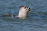 Common seal - Gewone Zeehond - Phoca vitulina