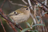 Goldcrest - Goudhaan - Regulus regulus