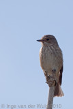 Spotted Flycatcher - Grauwe vliegenvanger - Muscicapa striata