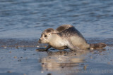 Common seal - Gewone Zeehond - Phoca vitulina