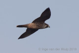 Peregine - Slechtvalk -  Falco peregrinus
