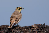 Shore lark - Strandleeuwerik - Eremophila alpestris