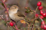 Chiffchaff - Tjiftjaf - Phylloscopus collybita