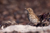 Song Thrush - Zanglijster - Turdus philomelos