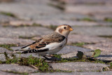 Snow Bunting - Sneeuwgors - Plectrophenax nivalis