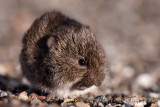 Common vole - Veldmuis - Microtus arvalis