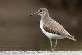 Common Sandpiper - Oeverloper - Actitis hypoleucos