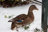 Mallard - Wilde eend -