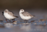Sanderling - Drieteenstrandloper - Calidris alba