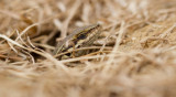 Common wall lizard - Muurhagedis - Podarcis muralis