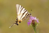 Koningspage, Iphiclides podalirius, Scarce swallowtail 