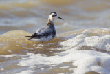 Grey Phalarope - Rosse Franjepoot - Phalaropus fulicarius