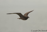 Pomarine Skua - Stercorarius pomarinus