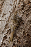 Eurasian Treecreeper - Certhia familiaris