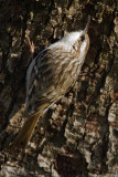 Short-toed Treecreeper - Certhia brachydactyla