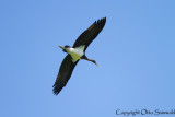 Black Stork - Ciconia nigra