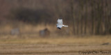 Hen Harrier - Circus cyaneus