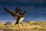 wigeon-wide-at-yellowstone-river.jpg