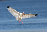 ibis-lands-in-estuary.jpg